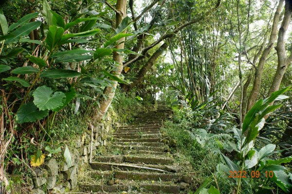 南投 鹿谷 尖子頂山(麒麟山)1841772