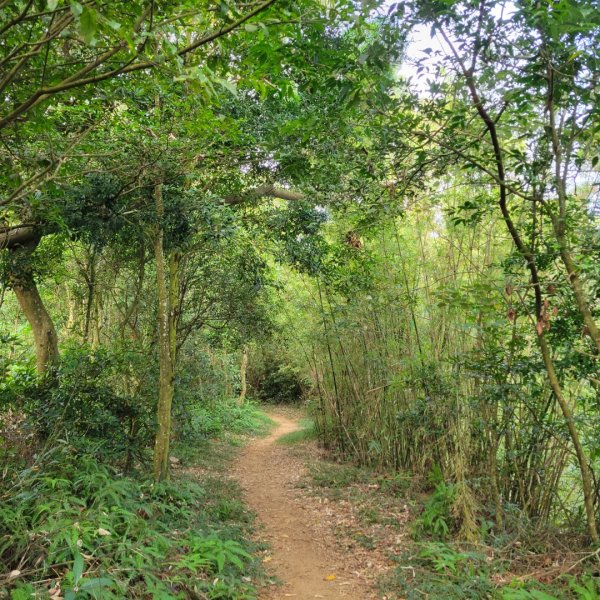 挑炭古道（三通嶺古道）1871355