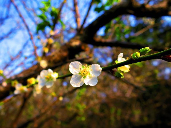 【新竹】親子步道：走十八尖山順賞清華梅園808602