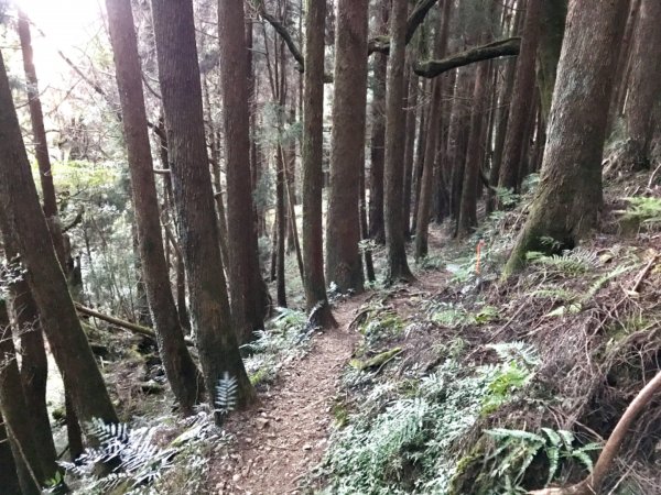 自忠上東水山連走特富野古道1244617