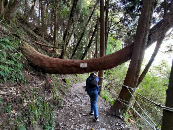 【新竹縣五峰鄉】檜山巨木森林步道2833705