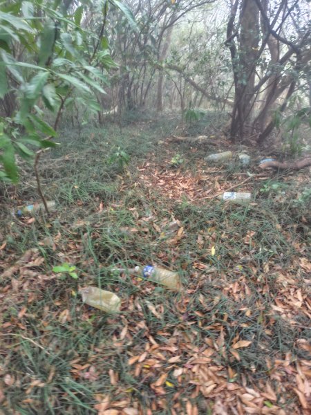 白藍狐貍出狐貍尾/狐貍縱走2796376