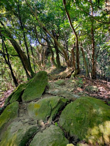 環碧湖［小愛心5連峰縱走］（獅頭山+碧湖山+新坡尾山+竹嵩山+金面山）2393342