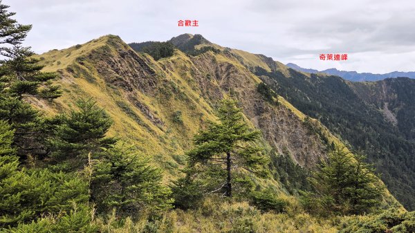 貼近山林來走個稍微不一樣風景的合歡山2989404