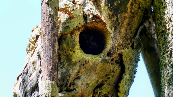 三汀山,苗圃,蝙蝠洞2787360