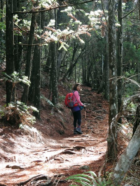 20200315 迷霧森林-馬崙山883845