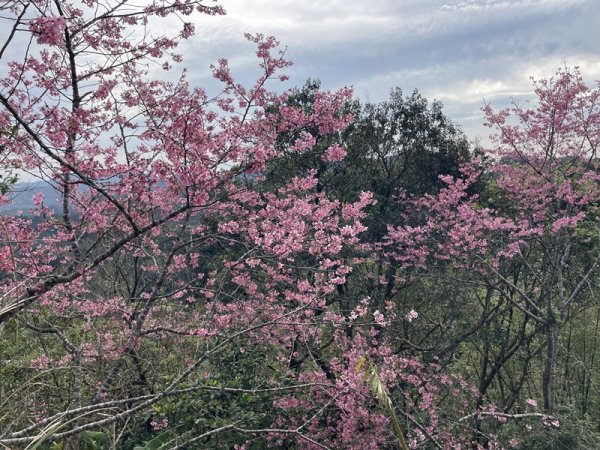 鱷魚頭景觀步道2729207