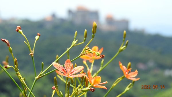 雲山水花鳥蝶 - 雲霧飄渺間的101大樓也是天空之城 ?1735111