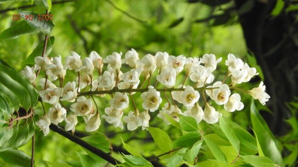 五色鳥和鐘萼木&夕陽晚霞 4/202766521