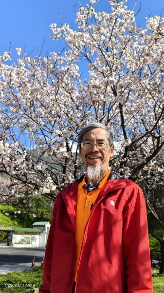 #中山樓 #陽明公園 #十八份 #吉野櫻 #墨染櫻（花葉同開/右側/左側大寒櫻） 3/113013205