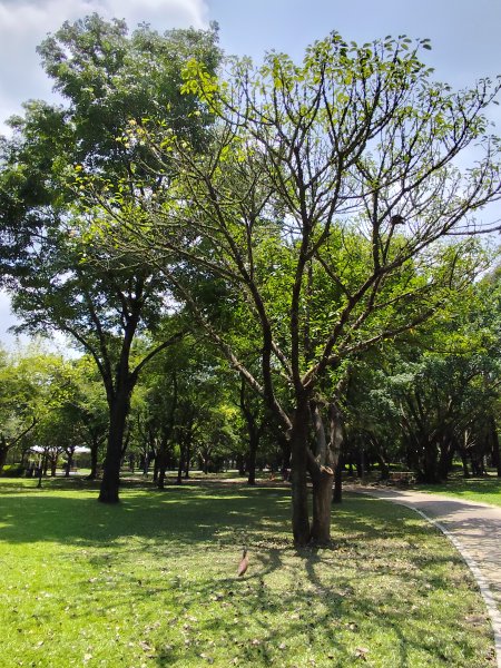 大港墘公園、大安森林公園、大稻埕、天母【走路趣尋寶】【臺北健走趣】2554252