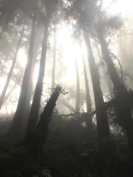 觀霧檜山巨木森林步道171750