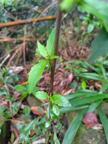 苗栗關刀山2975055