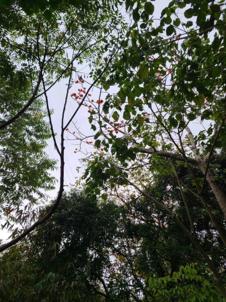 大坑10號提前修好啦(10號上+6號+7號下)2753654