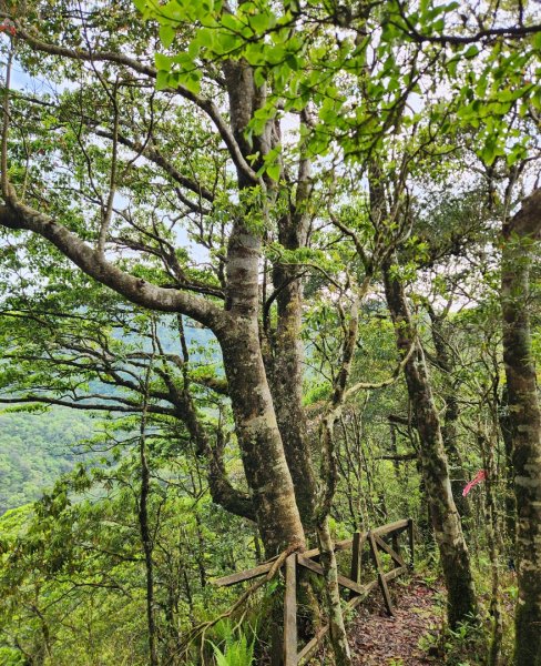 【中級山縱走】魯壁山，東穗山，大島田山，宇老觀景台2771719