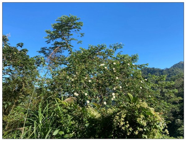 鳳凰谷鳥園步道2695885