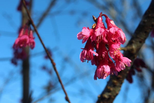 20220203高雄二集團櫻花公園順登二集團山1603606