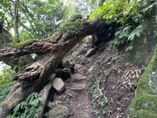 新竹五指山(小百岳#30)登山步道《五指連登》2020/11/211426075