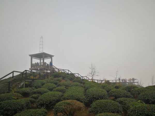 20190105雲霧中的大崙山武岫農圃524377