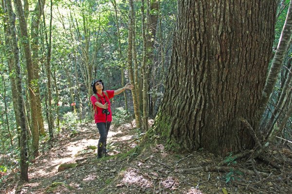 屯野生台山、石麻達山連走497643