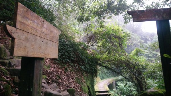 溪頭天文台登山步道、神木步道1523931
