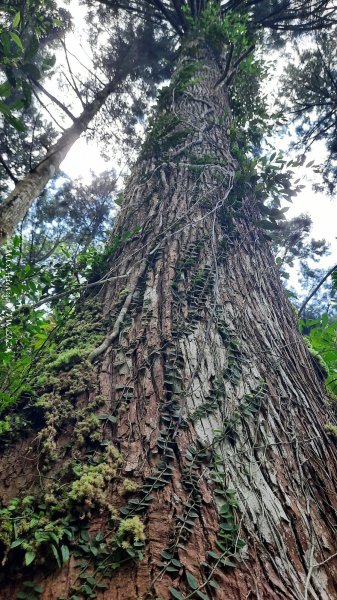 《新北》享負離子｜滿月圓國家森林遊樂區步道群O繞202408302583683