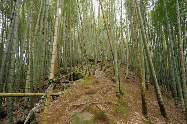 南投 鹿谷 溪頭山、竹崙山、志騰山2730637