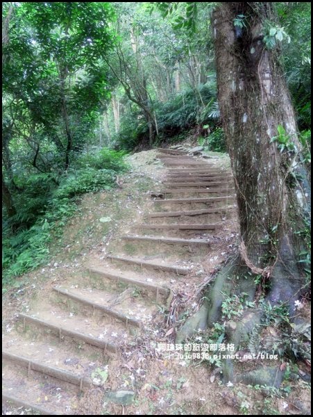    十一指古道包場賞桐花573615