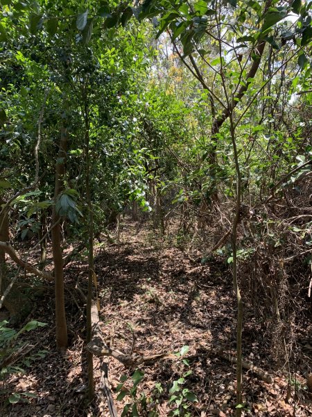 20250503屏東南和山2781489