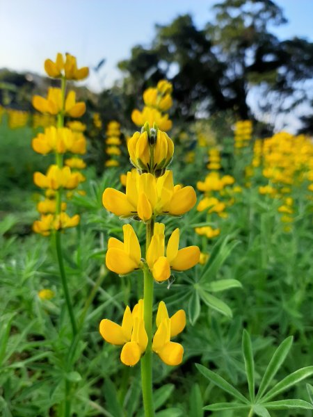 臺北大縱走7：家鄉的茶園開滿花 閃閃的淚光魯冰花822082