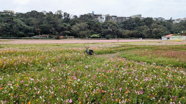 大溪花海的邀約2650411