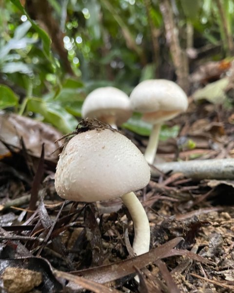 烏來加九寮溪-卡拉莫基清幽小秘境/釣魚💙2617249