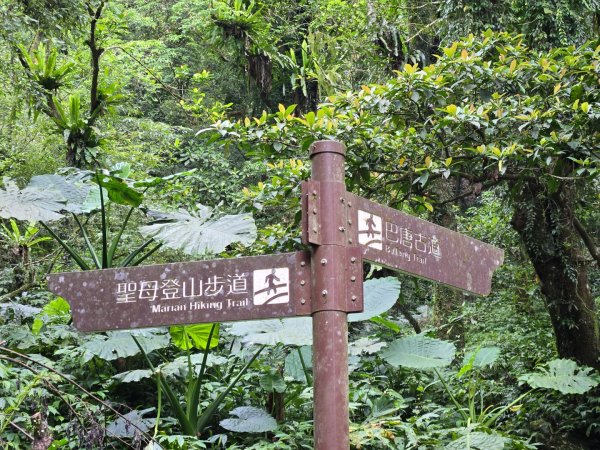 聖母登山步道（抹茶山）、三角崙山（小百岳）2774109