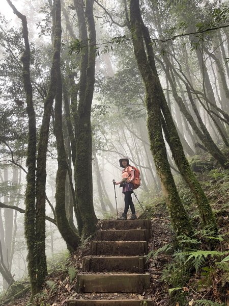 南松鶴上八仙山下松鶴O繞 202408242581516