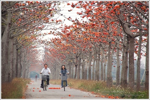 【台南】紅紅的花開滿了木棉道：林初埤木棉道