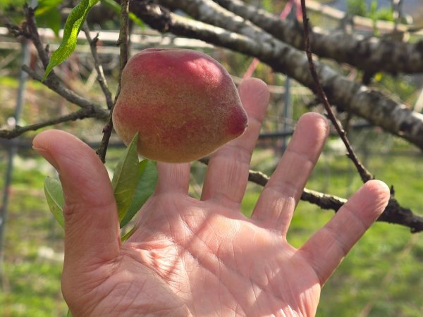 谷關七熊馬崙山2748821