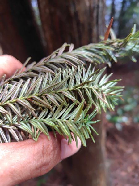 守關山南峰 守關山 守城大山2919115