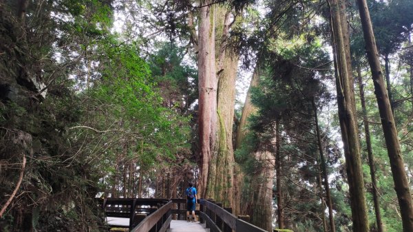 檜山巨木森林步道1779526