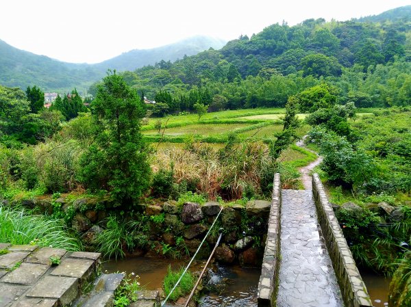 陽明山竹子湖繡球花G587303