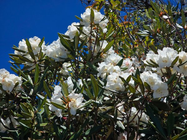 鳶嘴山杜鵑盛開2770240