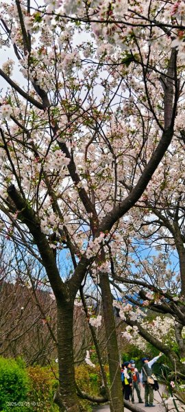 追花是簡單的快樂，賞花是恬淡的幸褔 2/252720107