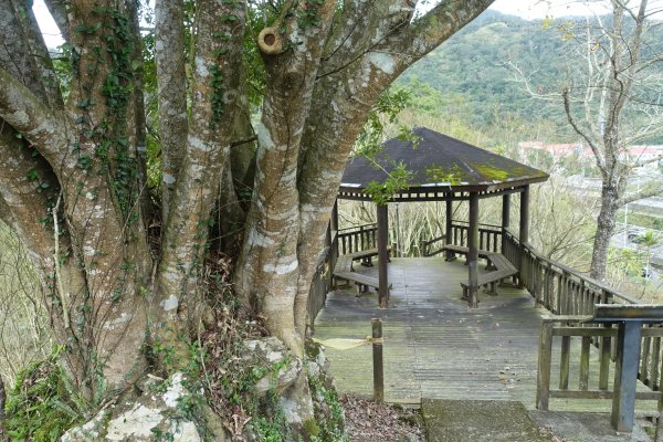 觀音台 水柳腳登山步道3085154