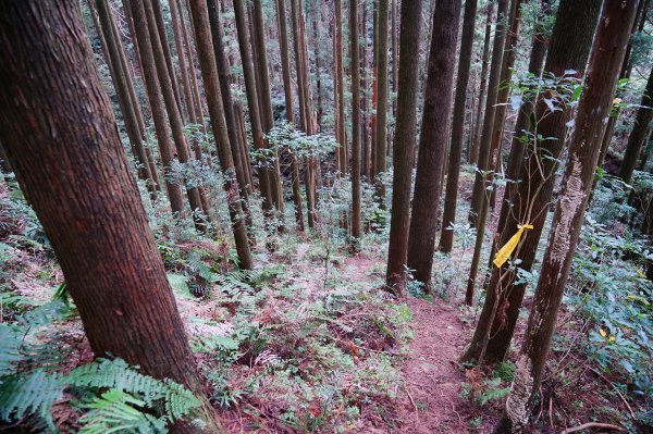 新竹關西鎮 水田林道之貴妃&那結山連走1539711