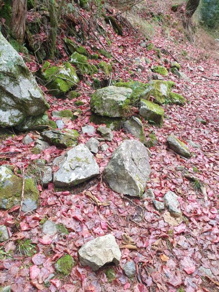 大雪山200林道北三錐山1579146