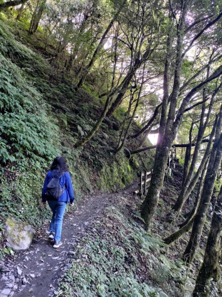 【新竹縣五峰鄉】檜山巨木森林步道2833699