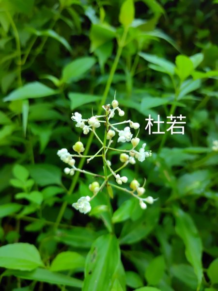 西阿里關山2823097