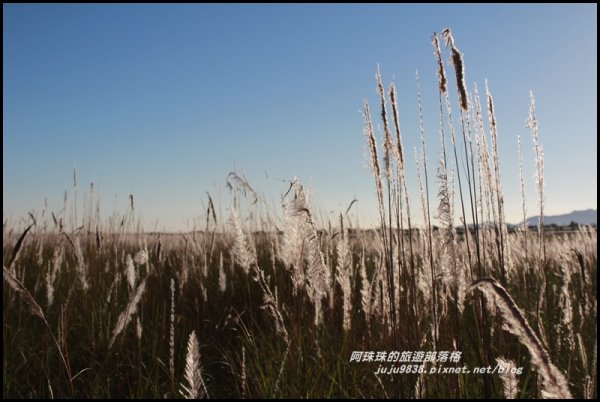 季節限定蘭陽溪畔甜根子草的銀白世界489310