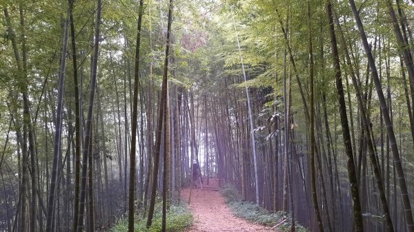 《嘉義》悠晃水社寮｜四大天王山步道O繞202207101759298
