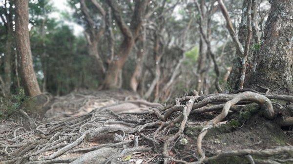 《新竹》斷崖神木｜北得拉曼步道小P繞202510172917536