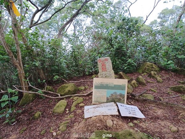 【台中霧峰】低海拔生態林相悠美。 奧山步道、桐林花廊步道、樟樹林步道、北坑溪步道O繞2570487